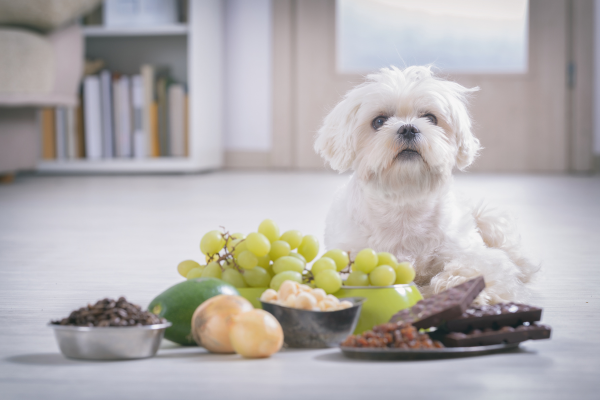 I cani possono mangiare l'uva? Consigli e avvertimenti utili Amici e Natura iTALIA I cani possono mangiare l'uva? Consigli e avvertimenti utili Amici e Natura iTALIA